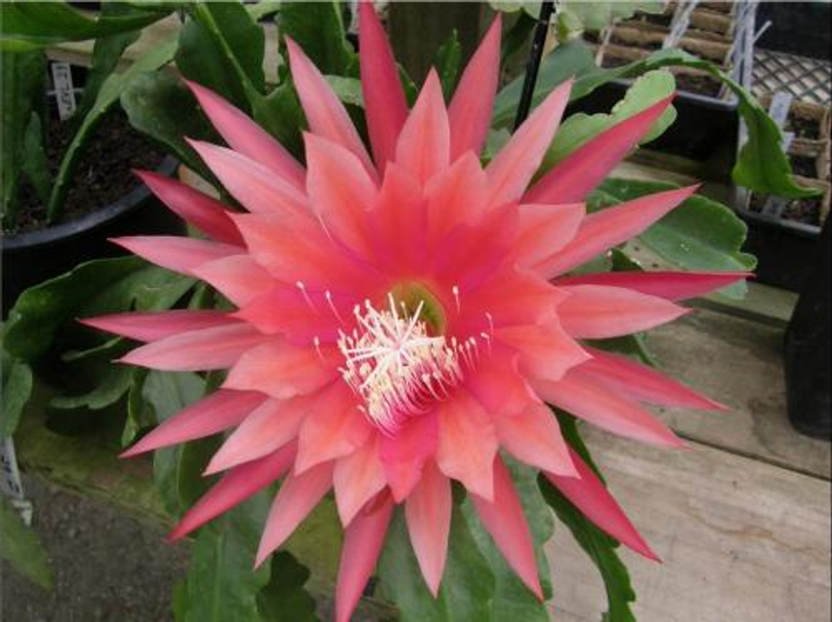 Epiphyllum 'Kiwi Beloved'