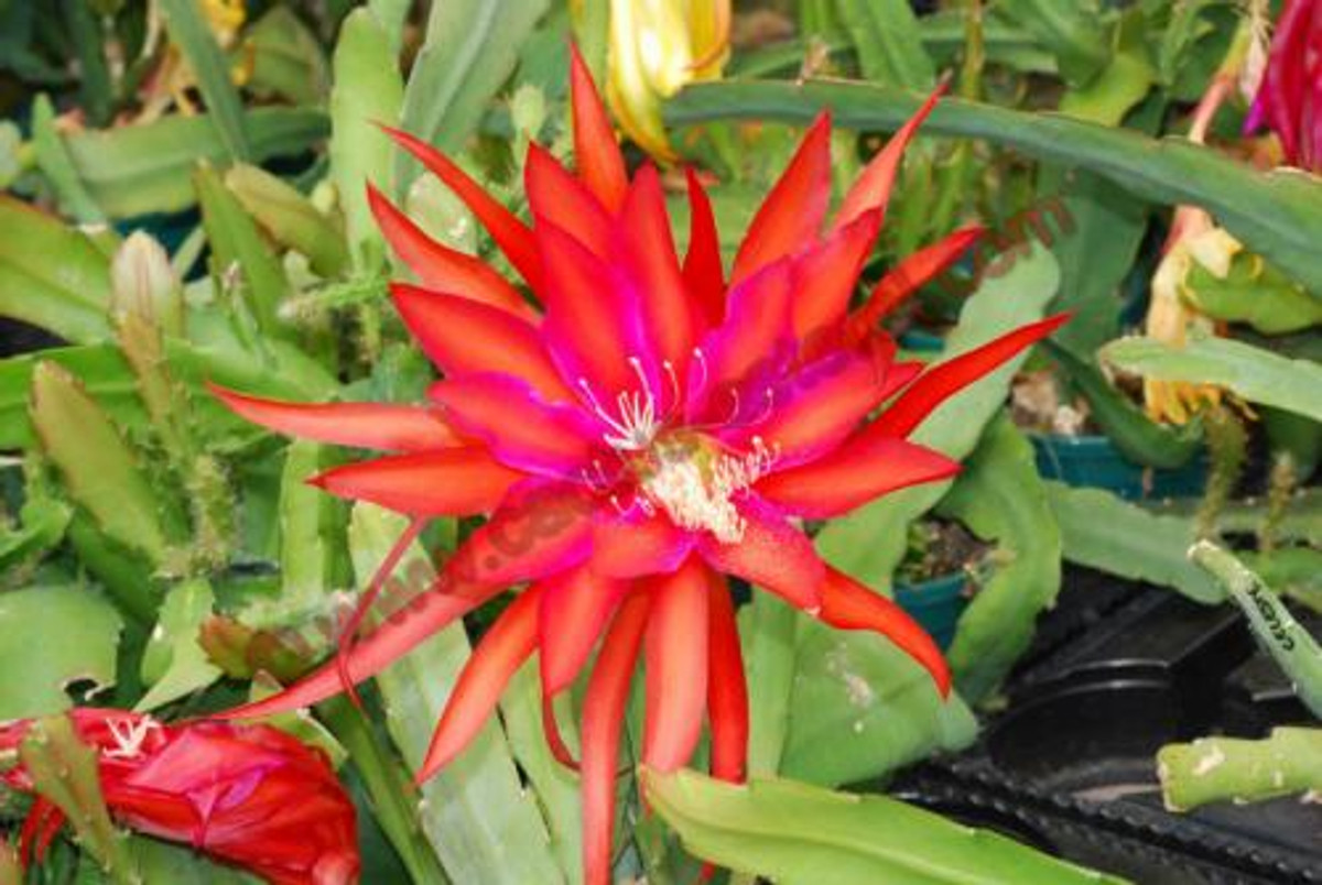 Epiphyllum 'Ocean sunset'