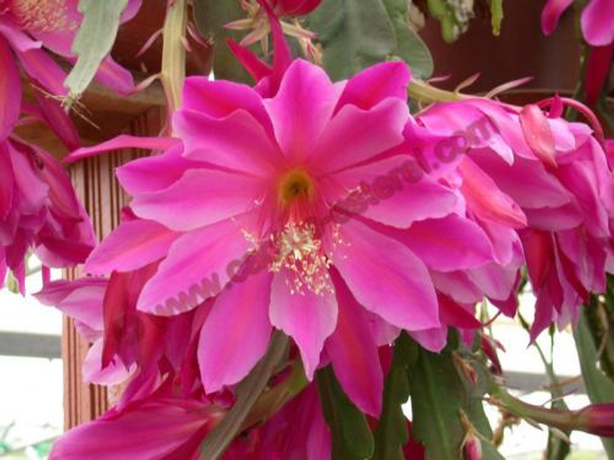 Epiphyllum 'Pegasus