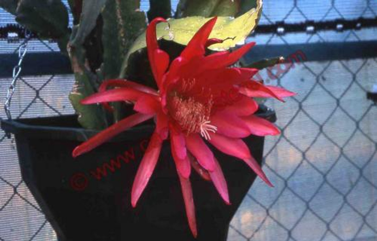 Epiphyllum 'Quest for Fire'