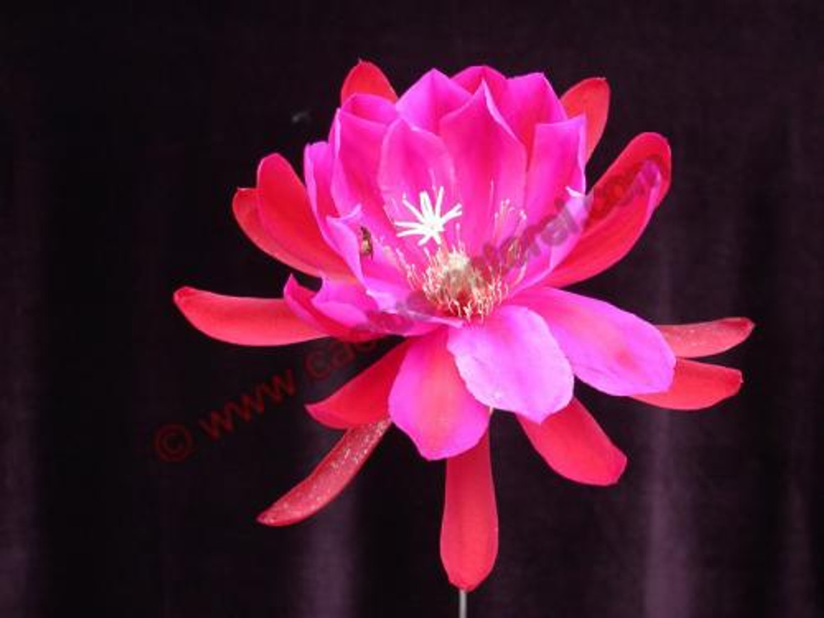 Epiphyllum 'Triomphe des Anthieux'