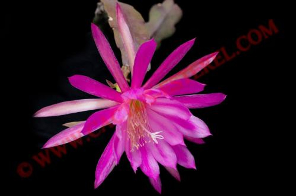 Epiphyllum 'Valse Brillante'