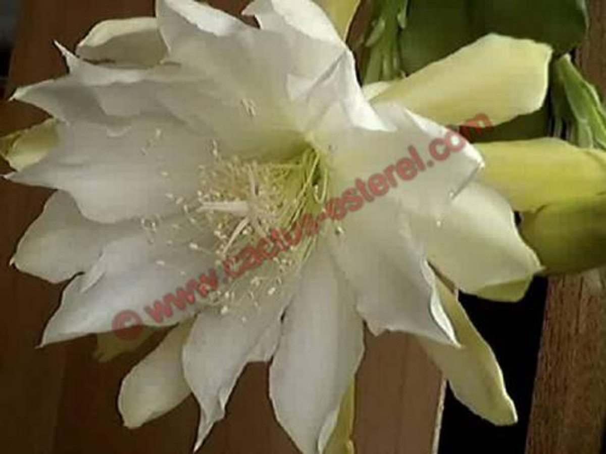Epiphyllum 'William Rohbock'