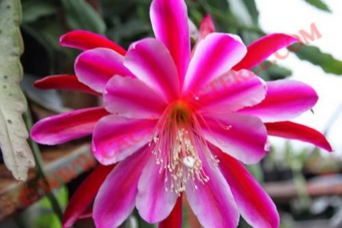 Epiphyllum 'Zuchterstolz'