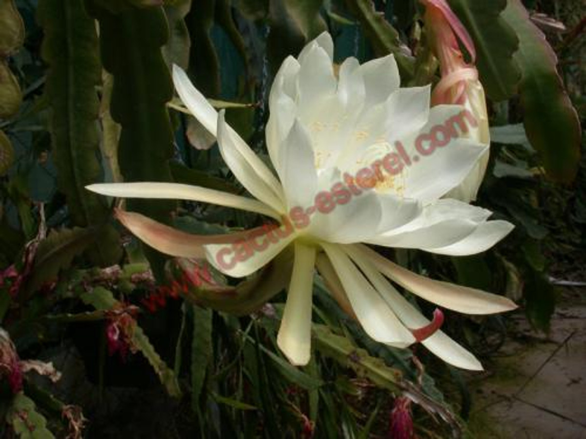 Epiphyllum grandilobum
