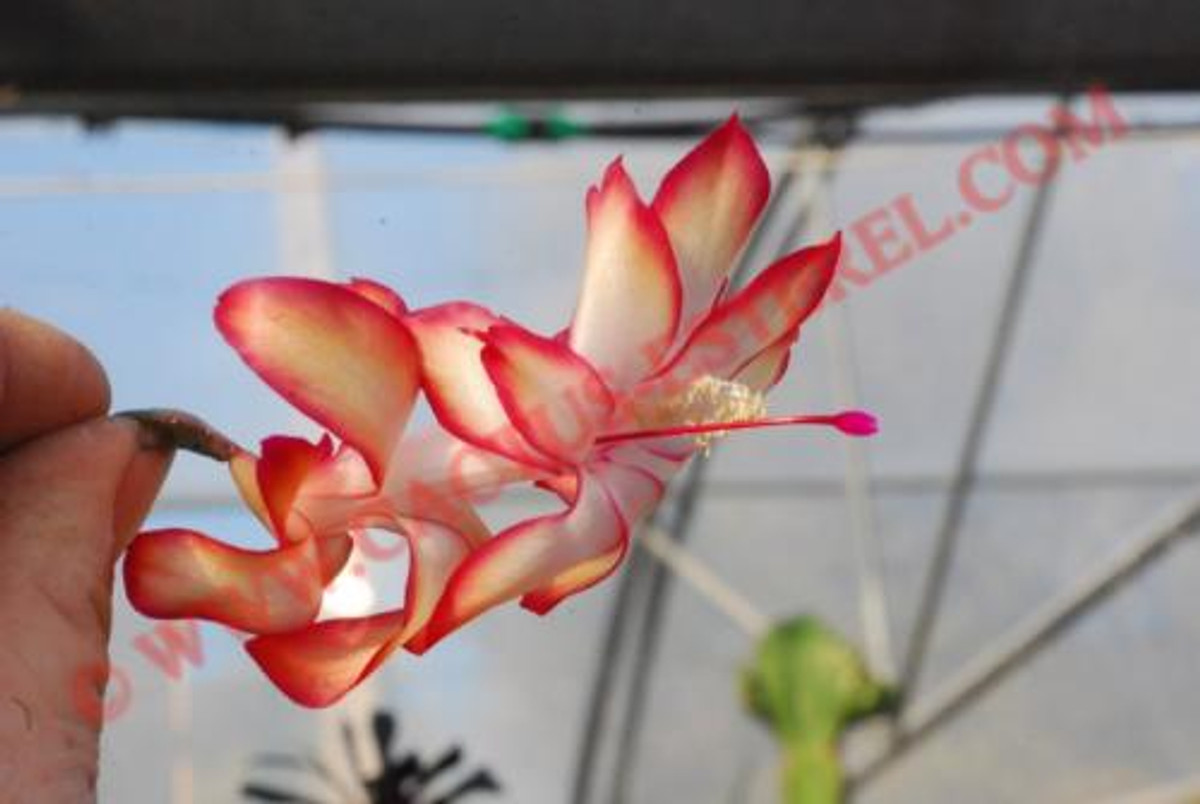 Schlumbergera 'Samba Brazil'