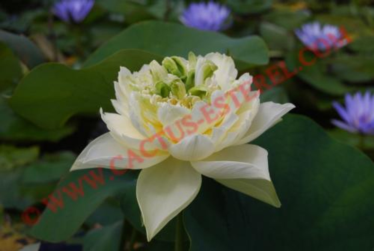 Nelumbo 'Jinqiu'