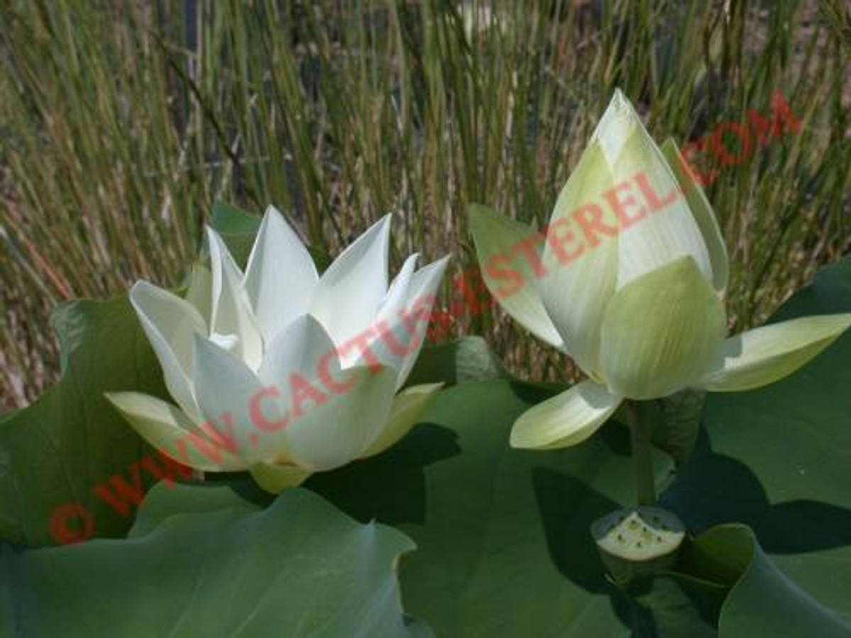 Nelumbo 'Shirokunshihoren'