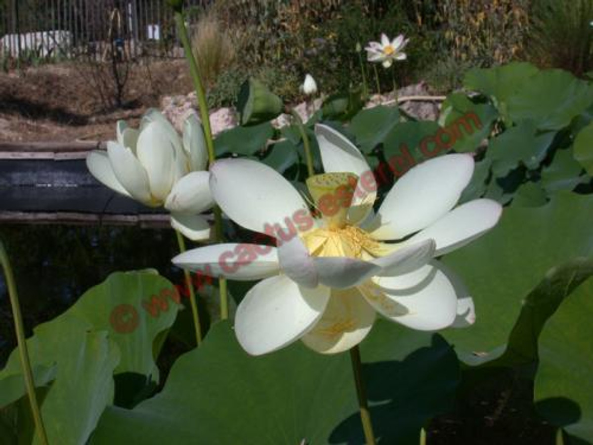 Nelumbo 'The Queen'