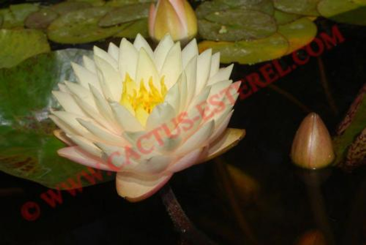 Nymphaea 'Blushing Bride'