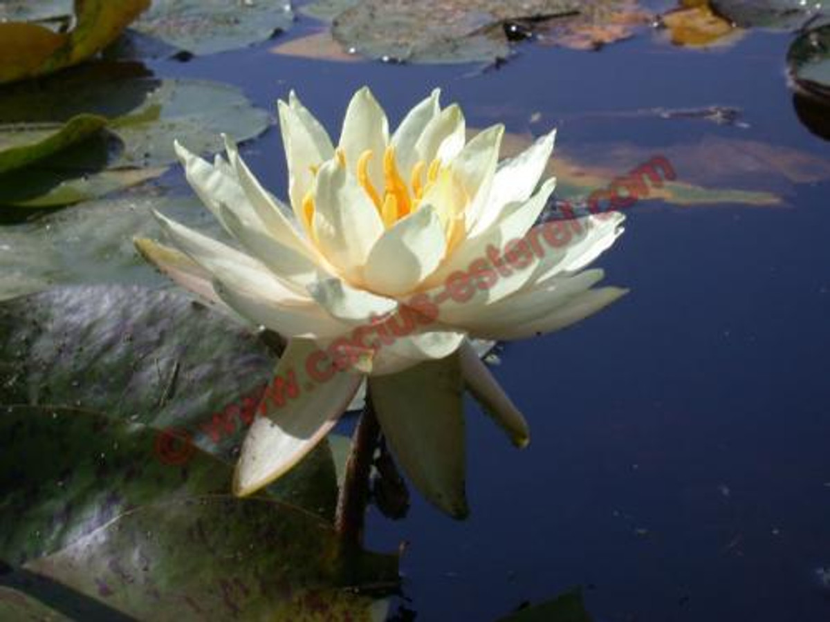 Nymphaea 'Carolina Sunset'