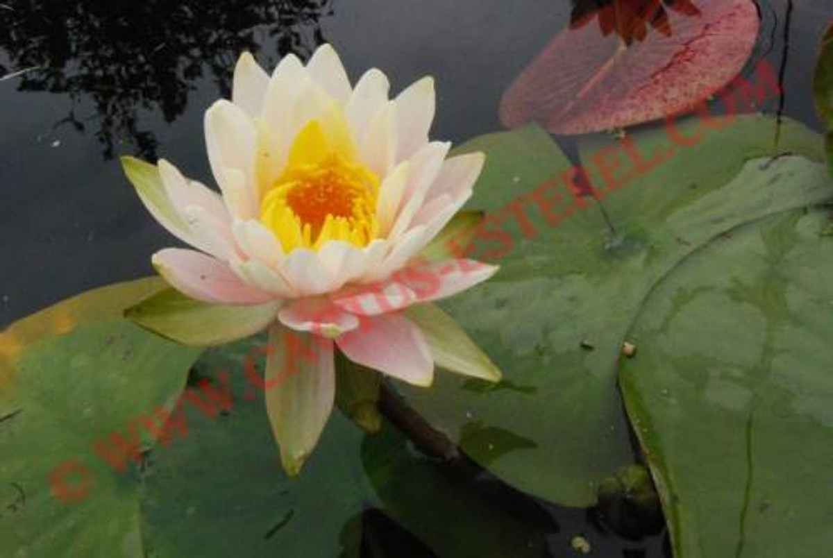Nymphaea 'Citrus Twist'