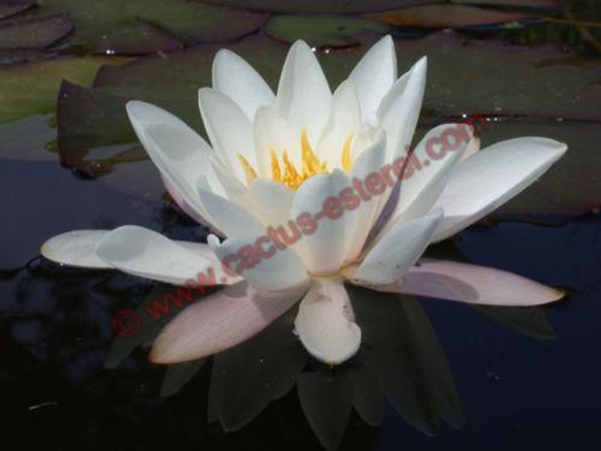 Nymphaea 'Colossea'