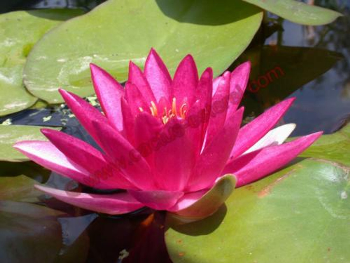 Nymphaea 'Escarboucle'