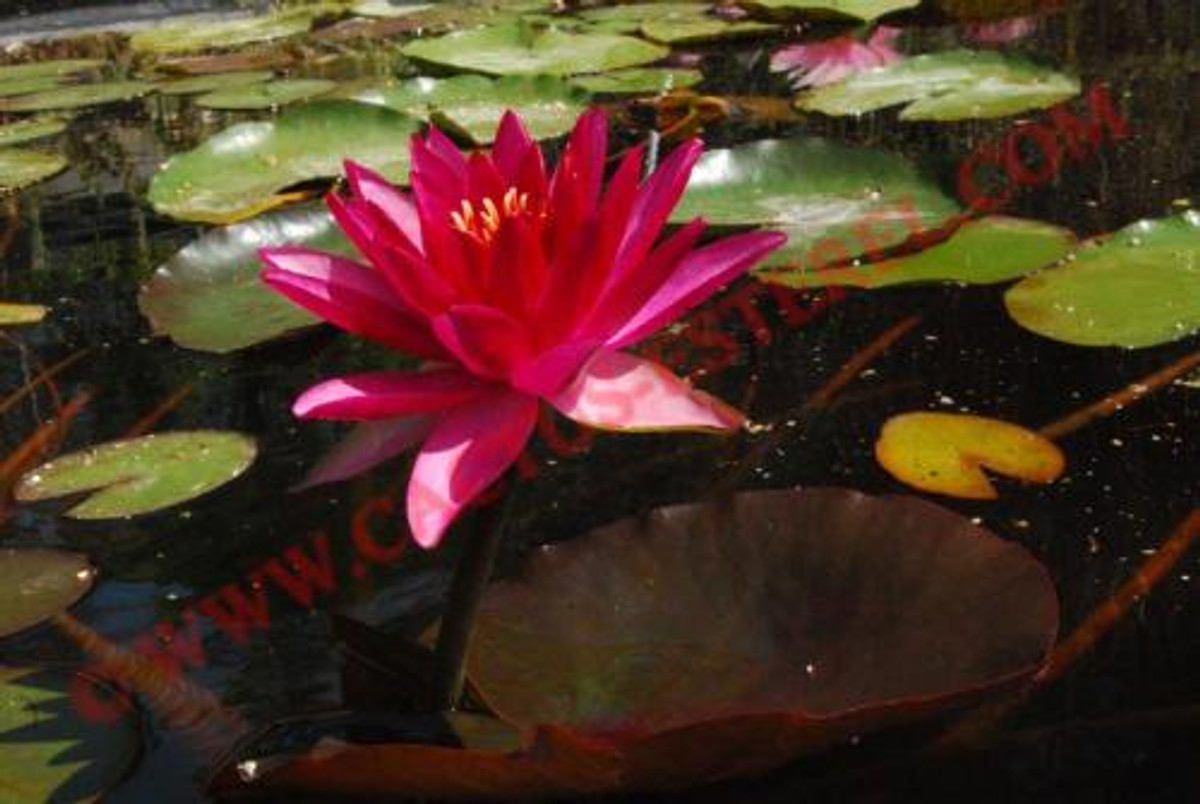 Nymphaea 'Firecracker'
