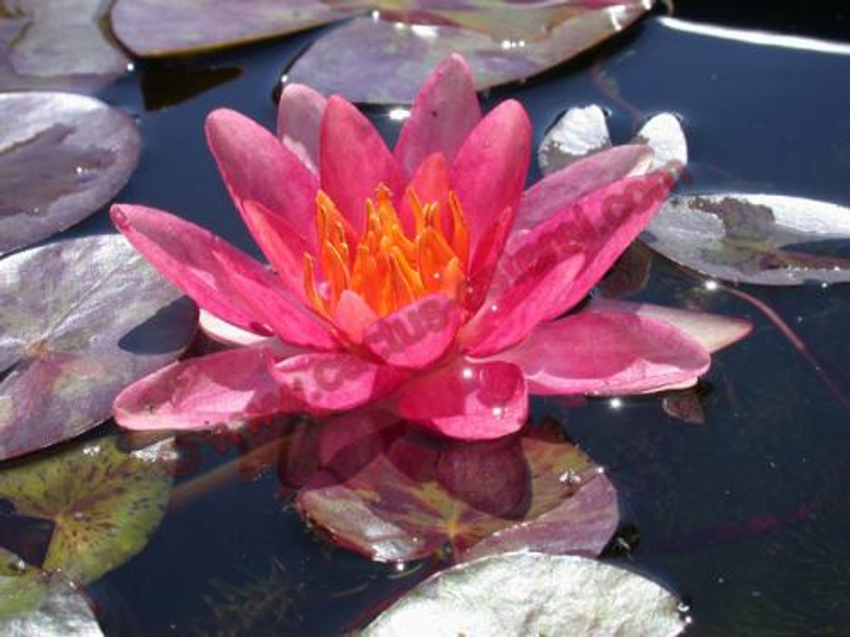 Nymphaea 'Indiana'