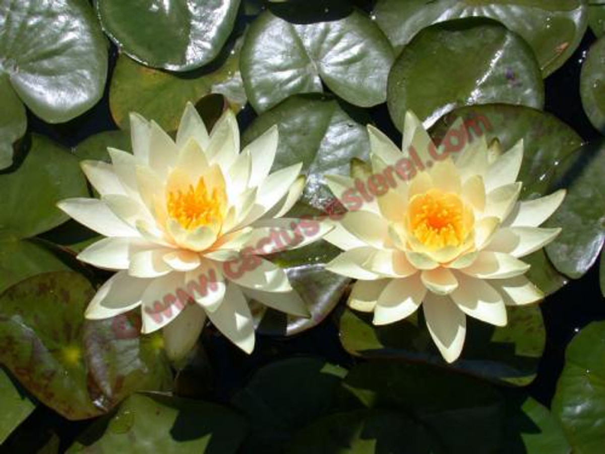 Nymphaea 'Innerlight'