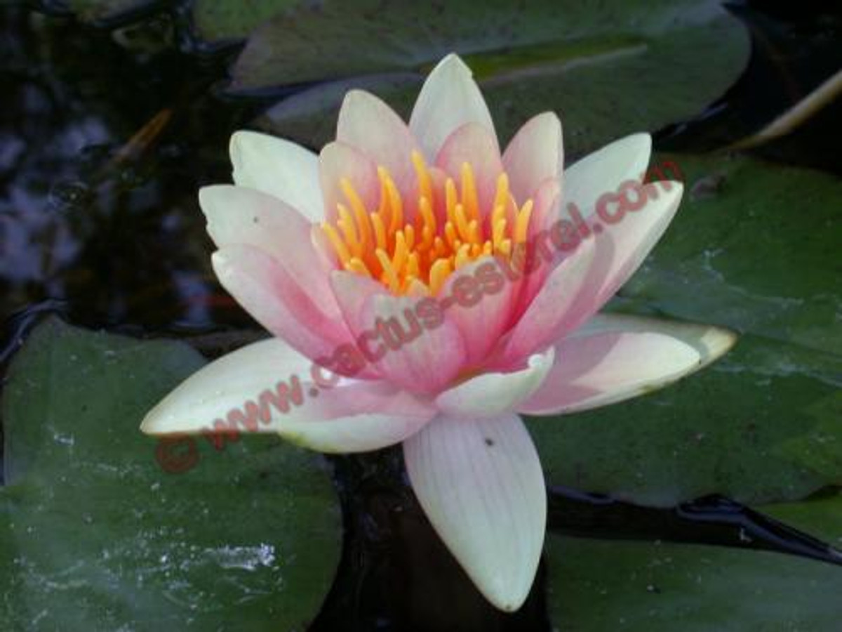 Nymphaea 'J.C.N. Forestier'