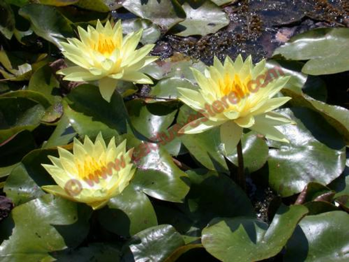 Nymphaea 'Joey Tomocik'