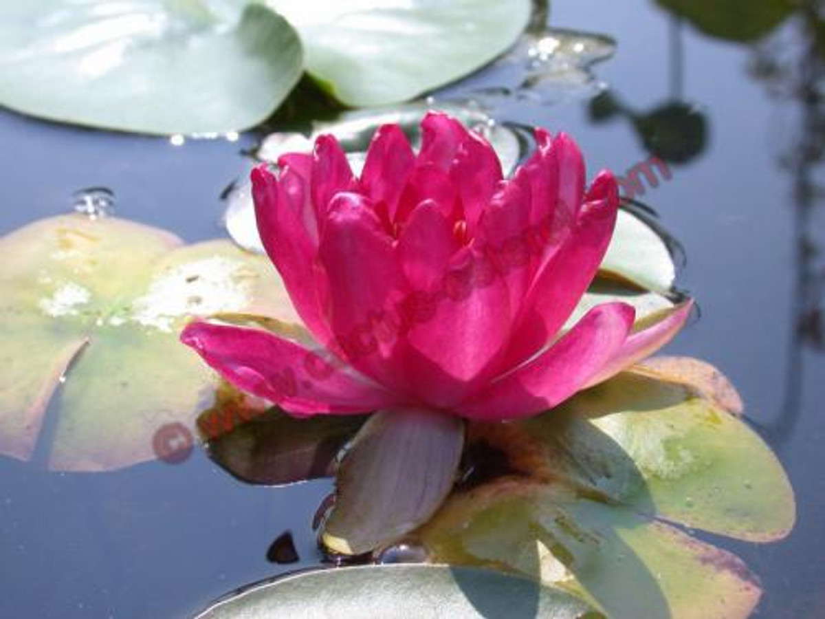 Nymphaea 'Liou'