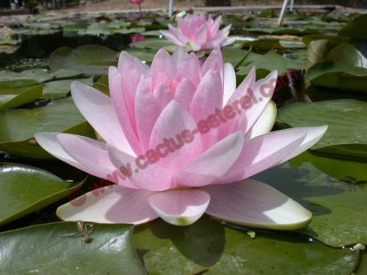 Nymphaea 'Madame Wilfron Gonnère'