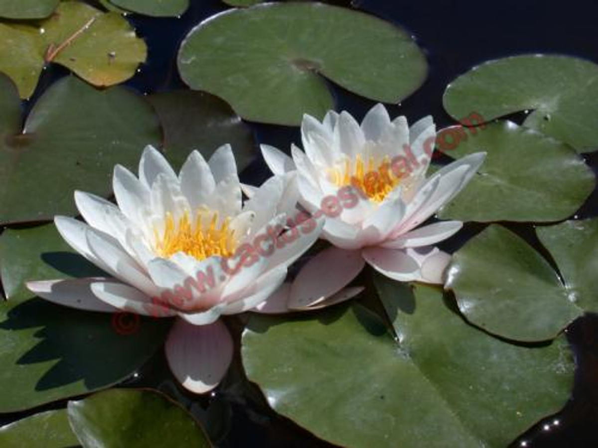Nymphaea 'Marliacea Carnea'