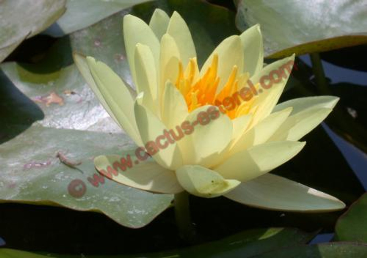 Nymphaea 'Moorei'