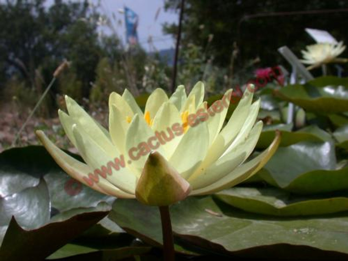 Nymphaea 'Odorata Sulphurea'