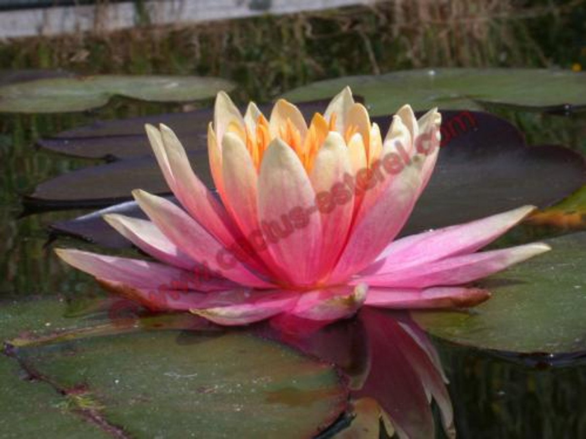 Nymphaea 'Patio Joe'