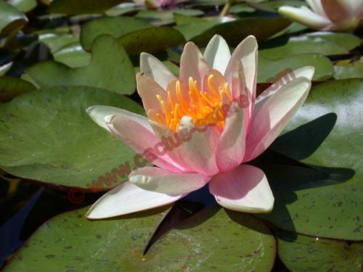 Nymphaea 'Paul Hariot'