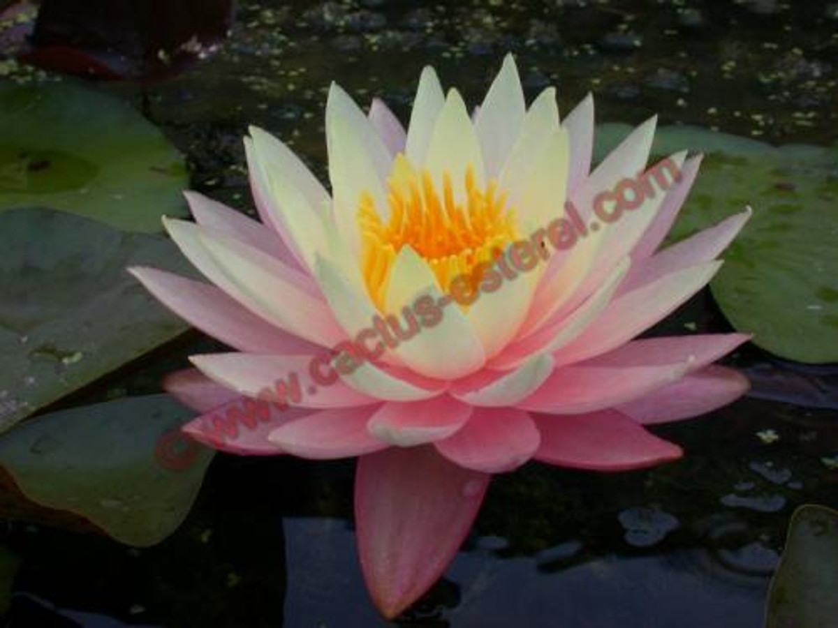 Nymphaea 'Peaches and Cream'