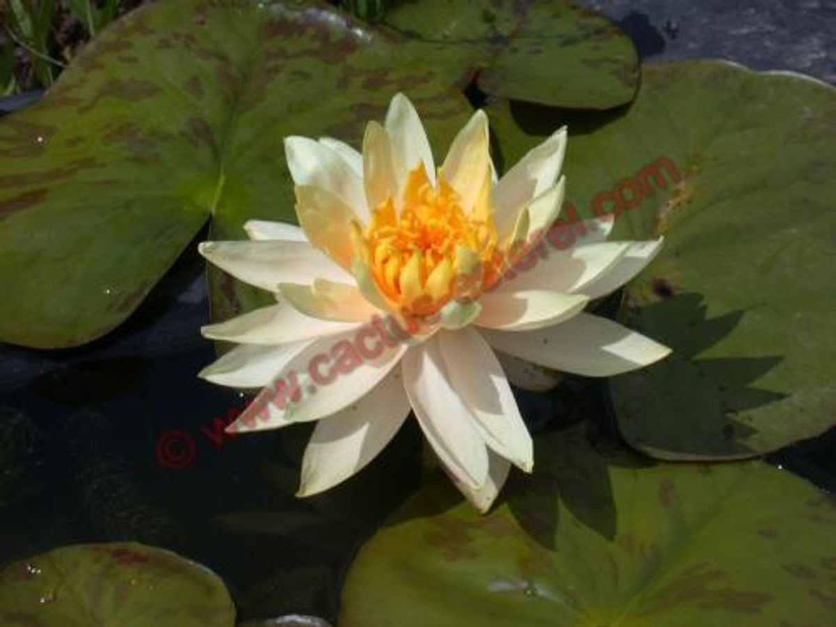 Nymphaea 'Peachglow'