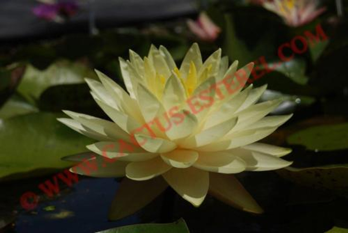 Nymphaea 'Perry's Double Yellow'