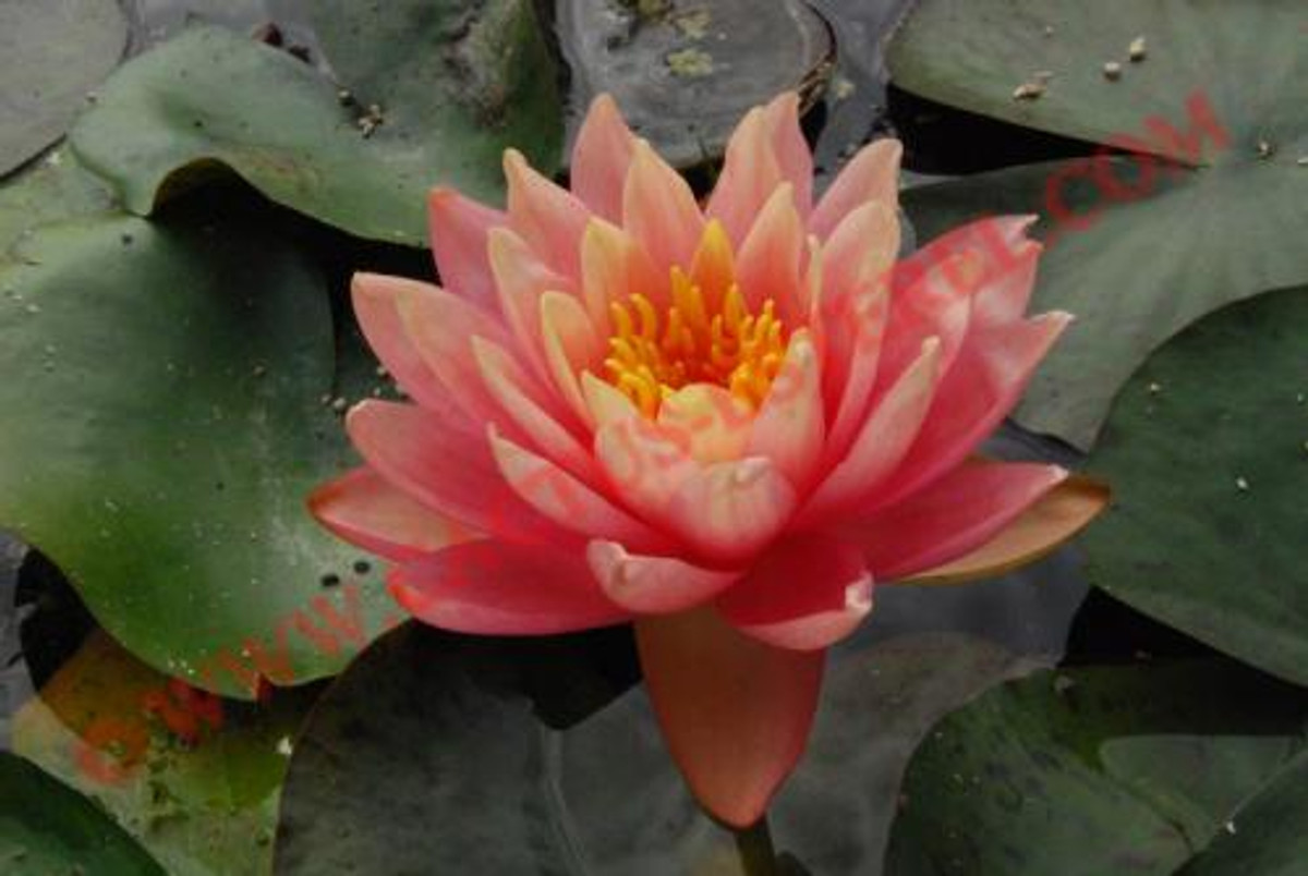 Nymphaea 'Perry's Orange Sunset'