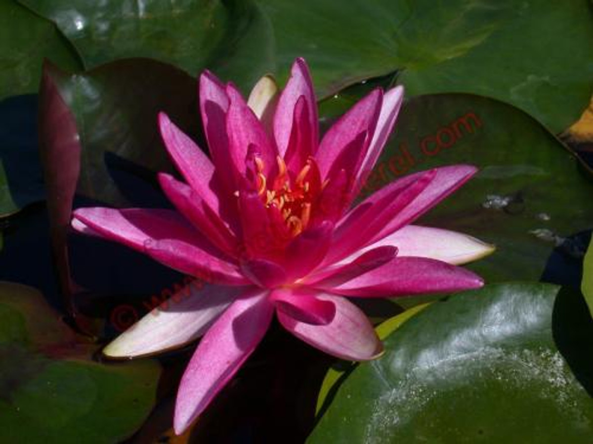 Nymphaea 'Perry's Red Wonder'