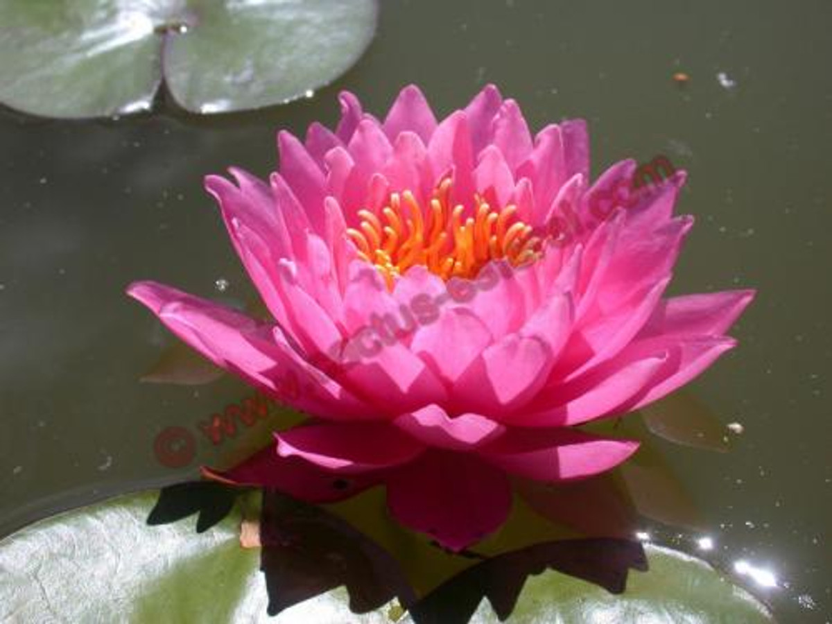 Nymphaea 'Perry's Rich Rose'