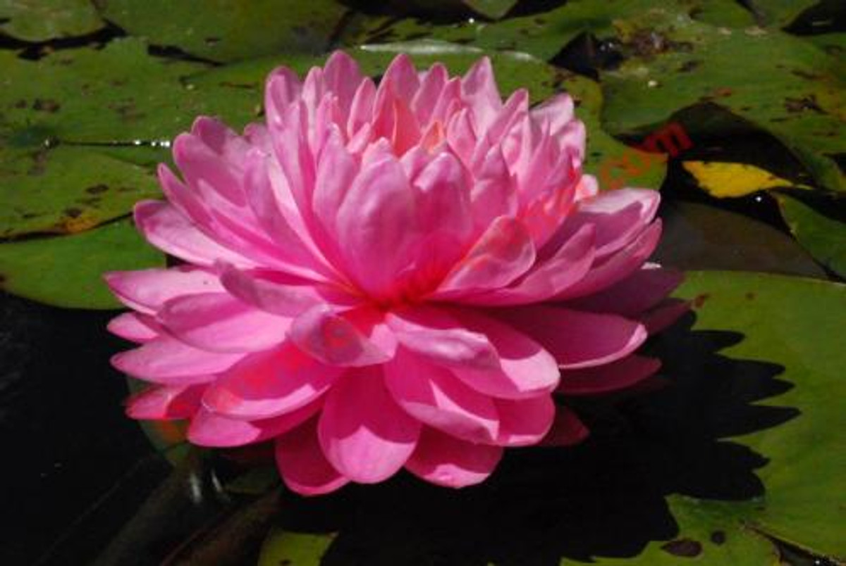Nymphaea 'Pink Pom Pom'