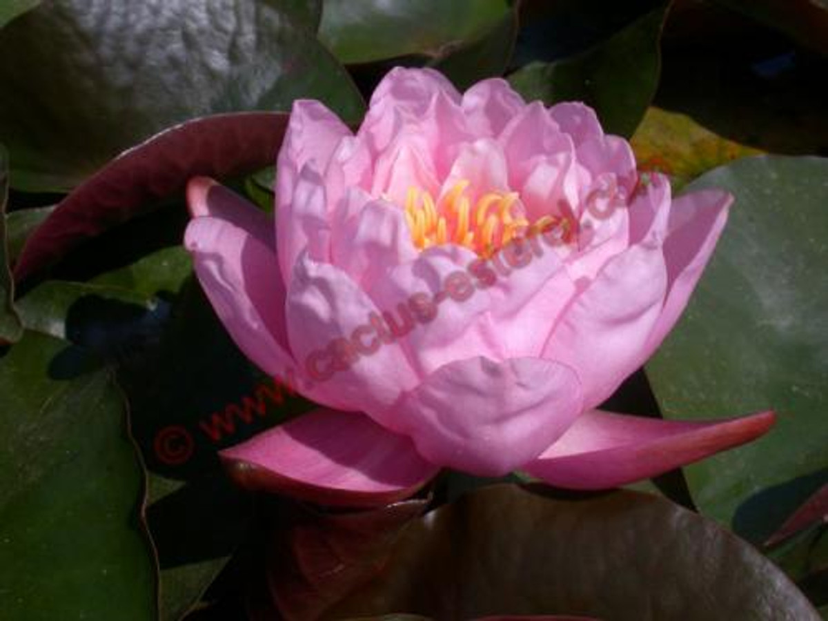 Nymphaea 'Pink Pumpkin'