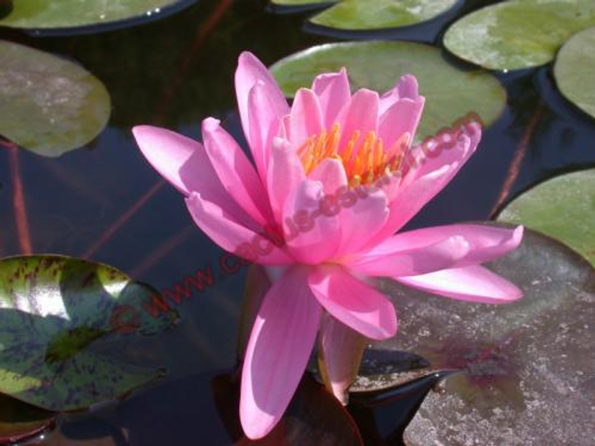 Nymphaea 'Pink Sensation'