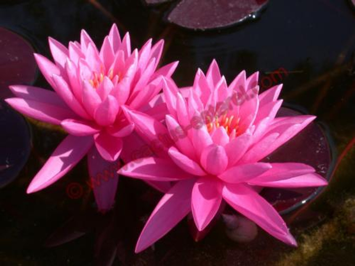 Nymphaea 'Pink Sunrise'