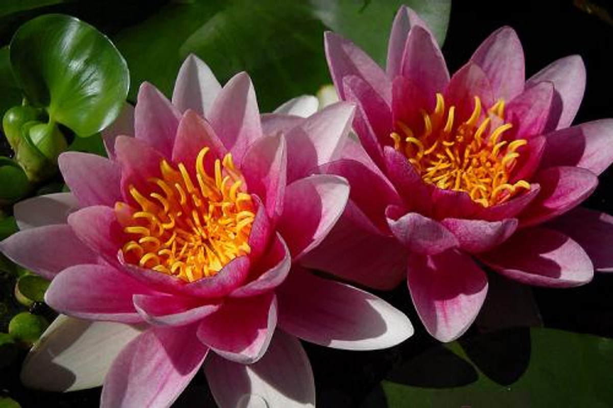 Nymphaea 'Rembrandt'