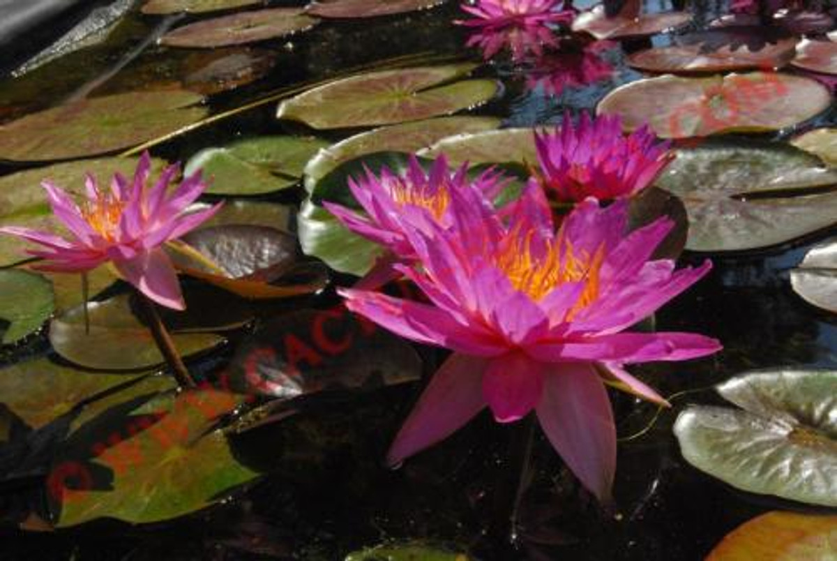 Nymphaea 'Siam Marble'
