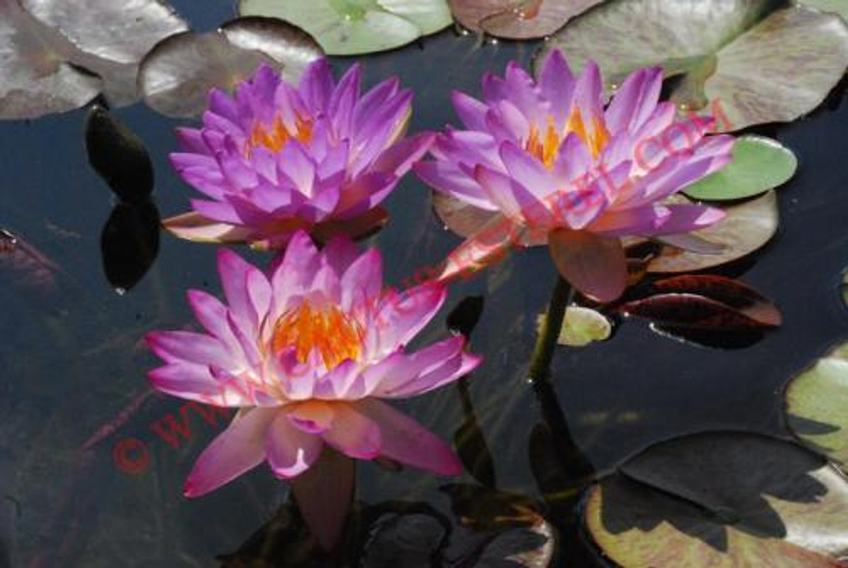 Nymphaea 'Siam Purple 1'