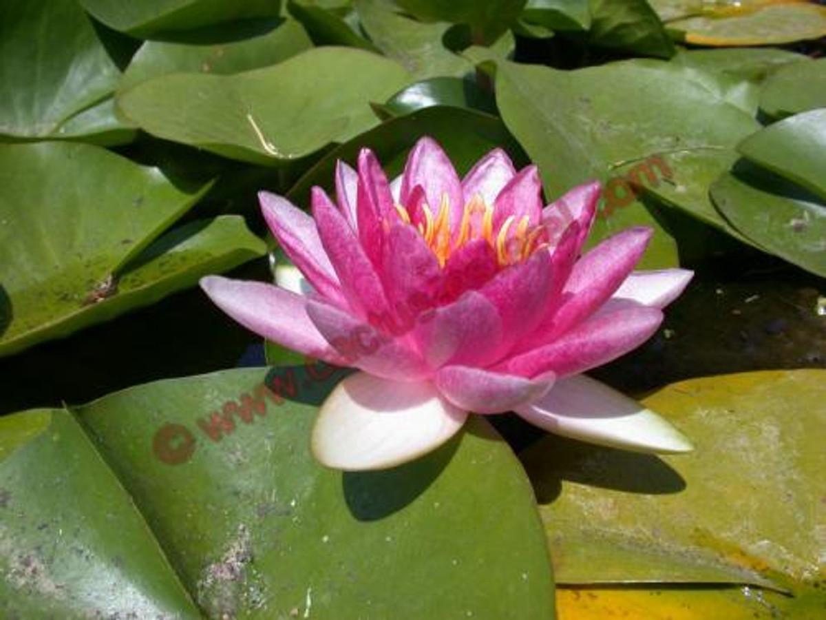 Nymphaea 'Sultan'