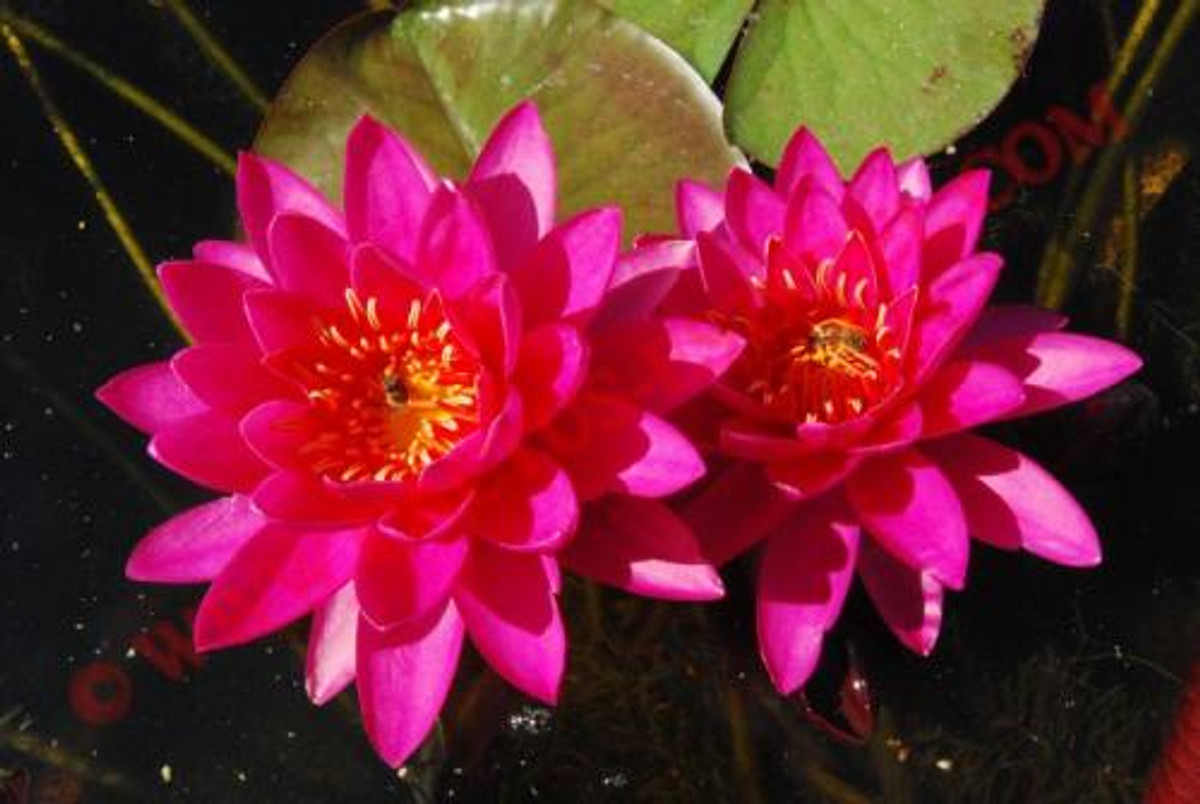 Nymphaea 'Tan Khwan'