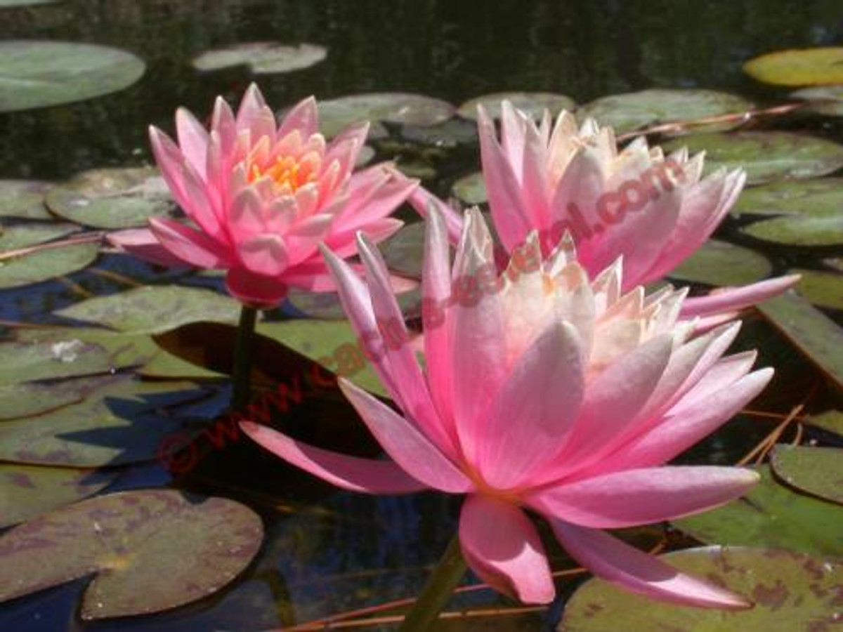 Nymphaea 'Thomas O'Brien'