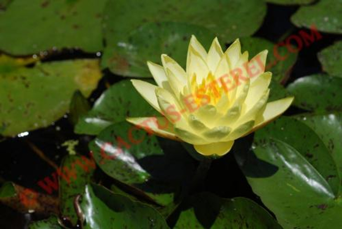 Nymphaea 'Thongsup'