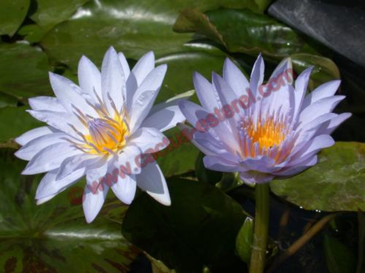 Nymphaea 'Pamela'