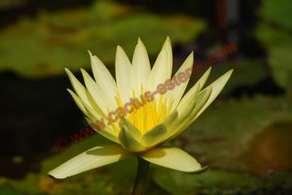 Nymphaea 'St. Louis Gold'