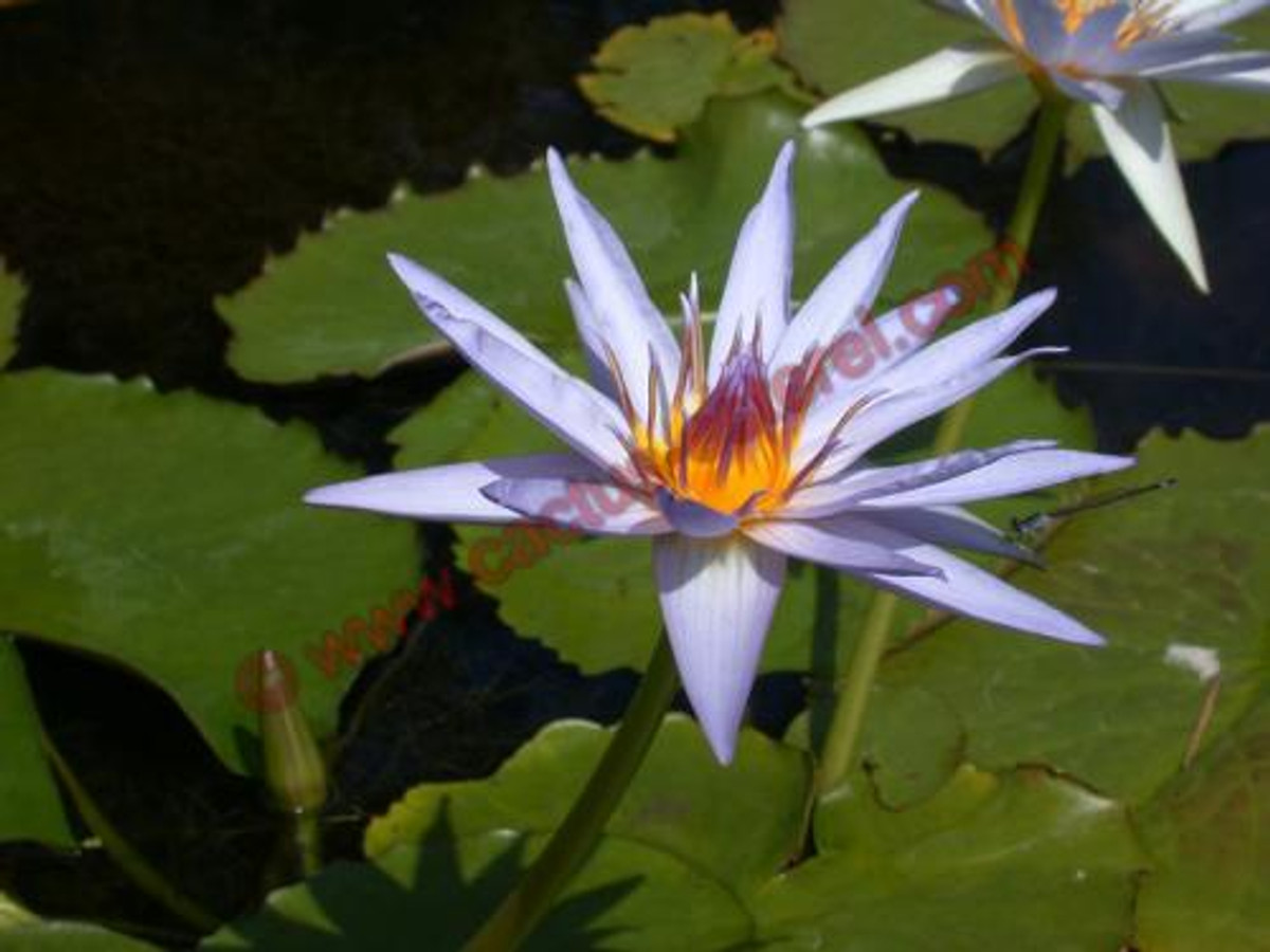 Nymphaea 'William Stone'